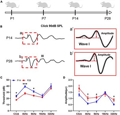 Autophagy-Mediated Synaptic Refinement and Auditory Neural Pruning Contribute to Ribbon Synaptic Maturity in the Developing Cochlea